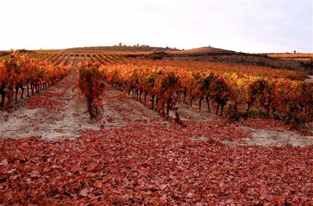 Cesseras Maison Vigneronne De Bonne Maman - Climatisee מראה חיצוני תמונה